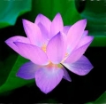 Le Lotus de Tanah, mdecine douce, thrapy massages